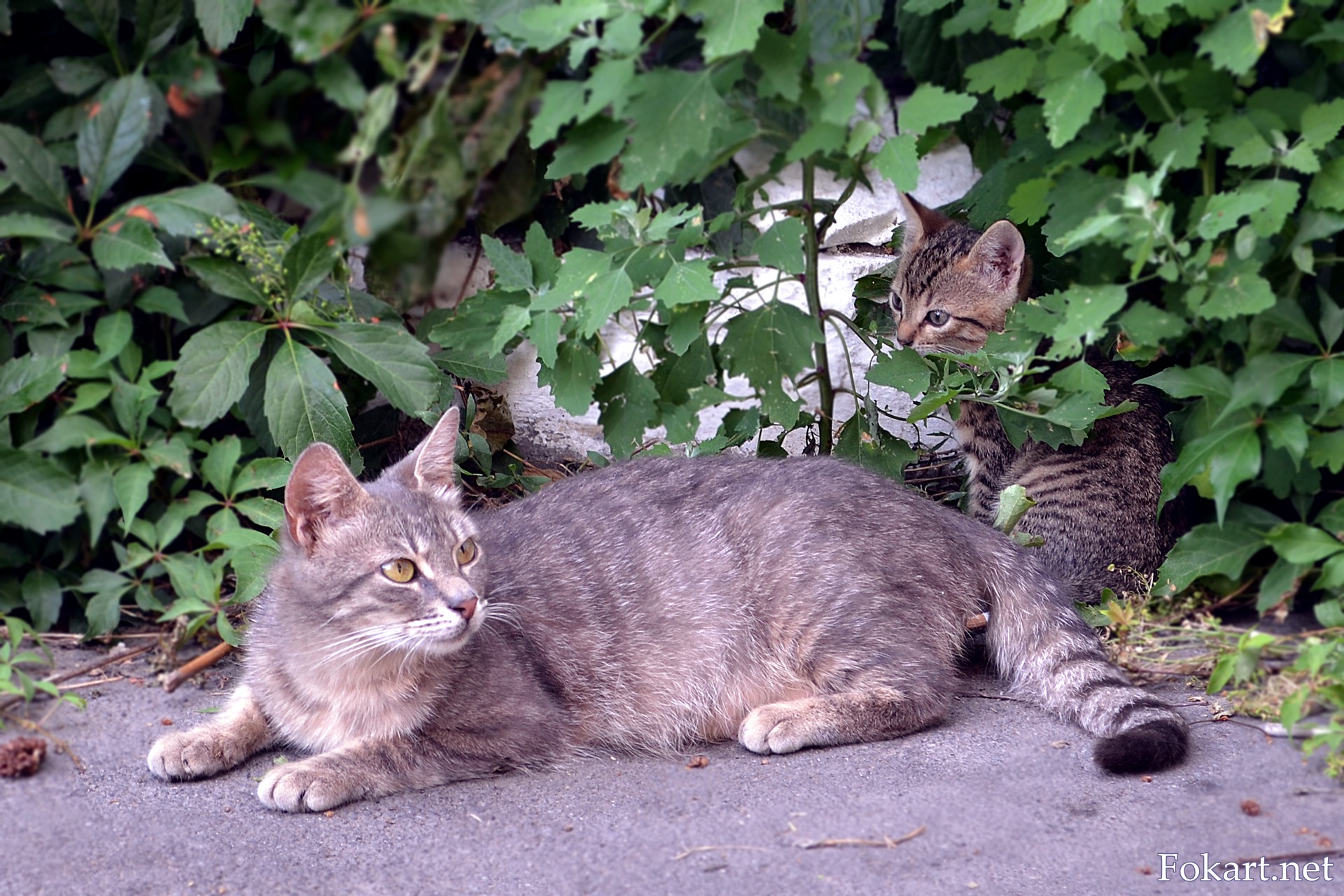 Уличная кошка с котёнком у забора