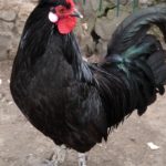 Хохлатый петух, фото 2