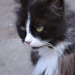 Пушистая чёрно-белая кошка с зелёными глазами