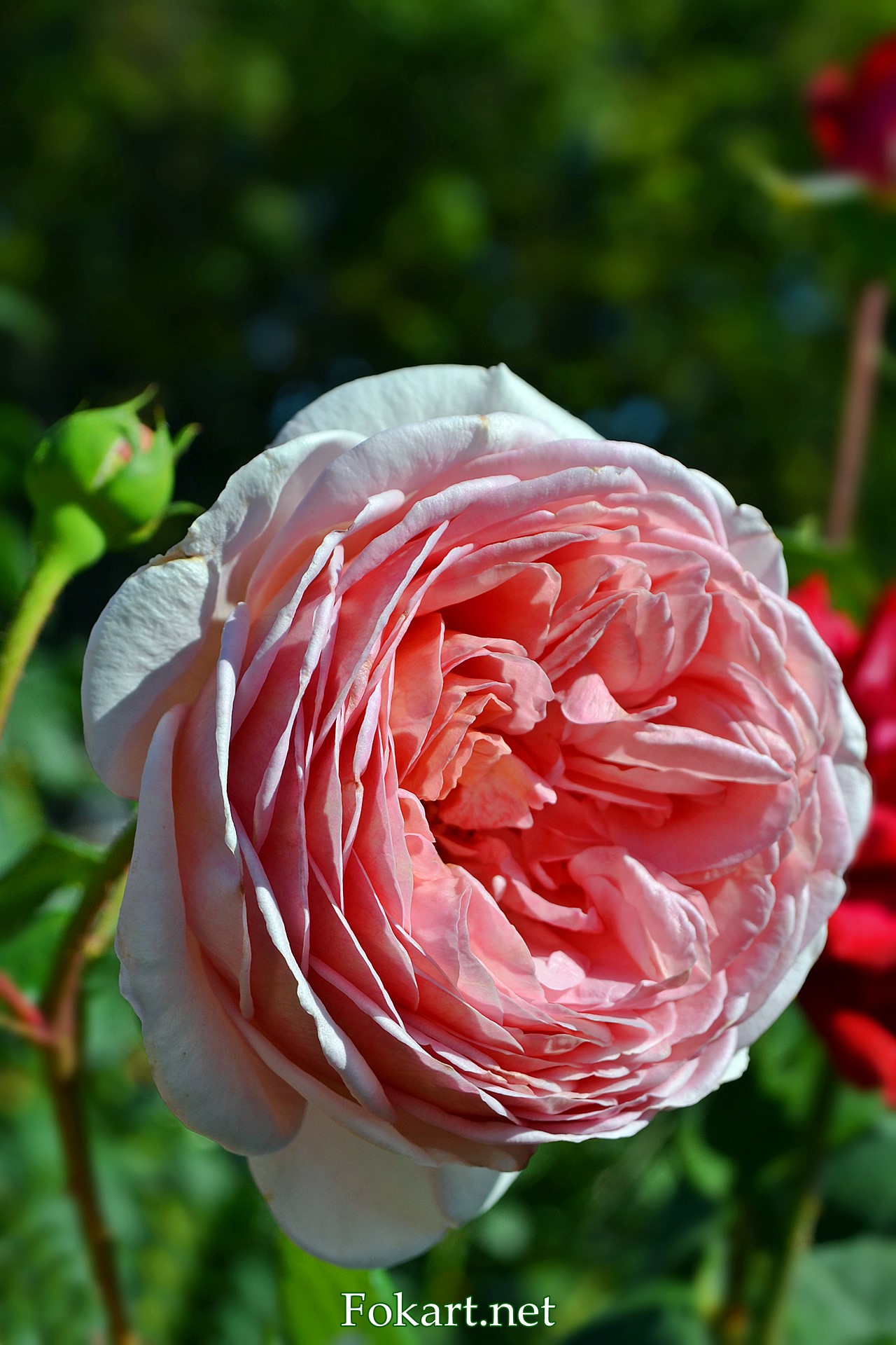 Роза Давида Остина Abraham Darby, фото