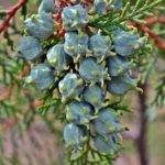 Созревающие женские шишки биоты восточной (Platycladus orientalis)