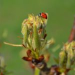 Божья коровка на цветочных почках