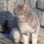 Симпатичная серая кошка вблизи