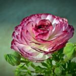 Лютик азиатский Purple Picotee