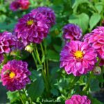 Цветущий георгин Labella Medio Fun Violet flame в июне