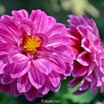 Dahlia Labella Medio Fun Violet flame, цветки вблизи
