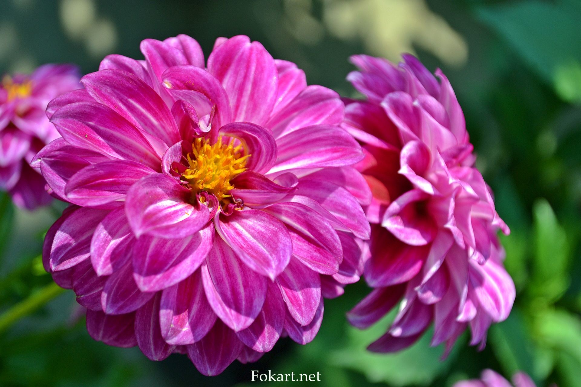 Dahlia Labella Medio Fun Violet flame, цветки вблизи