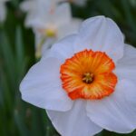 Крупнокорончатый нарцисс Orange monarch