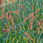 Цветущая Осока заострённая (Carex acutiformis)