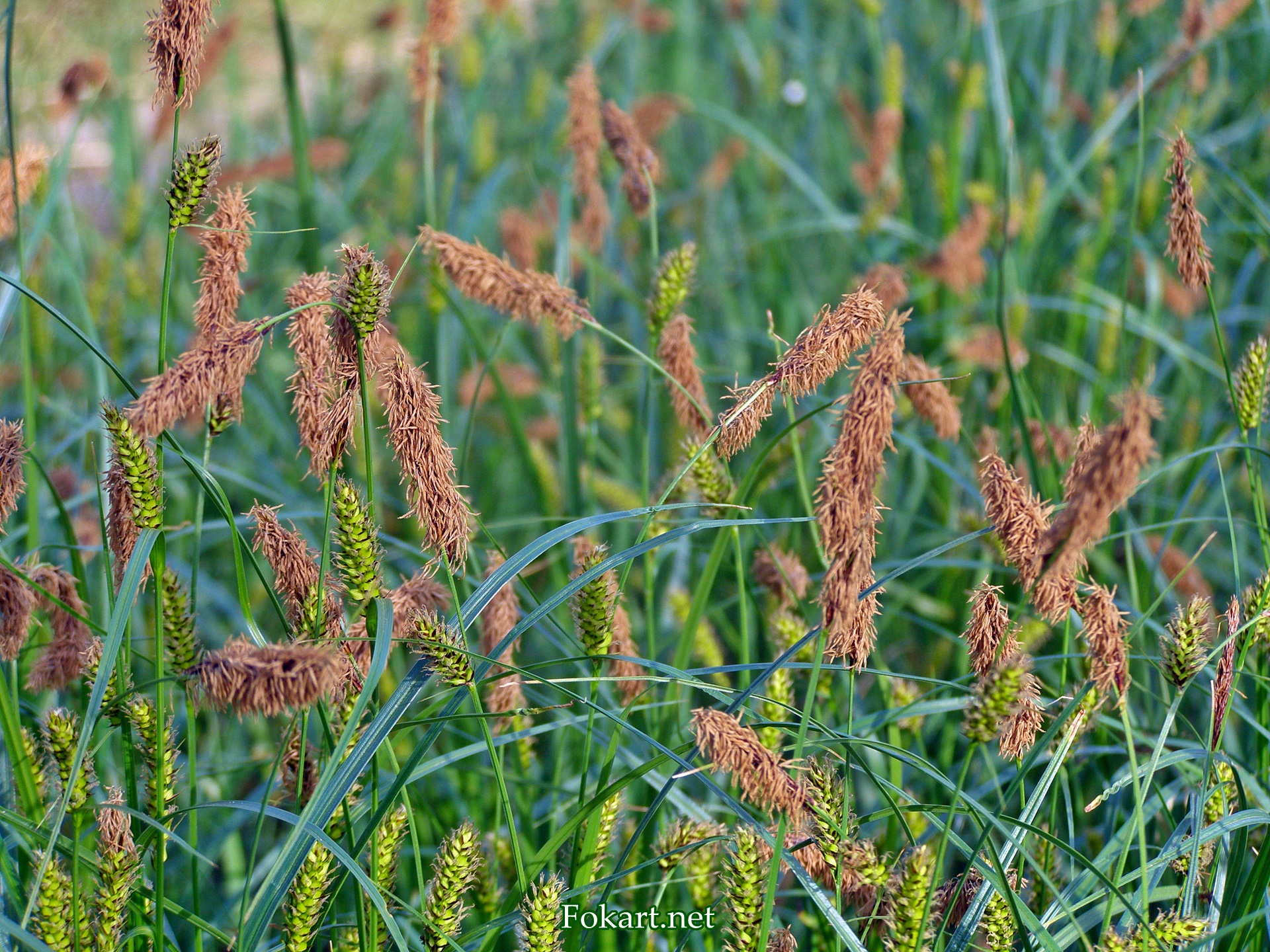 Цветущая Осока заострённая (Carex acutiformis)