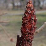 Плод сумаха оленерогого в конце февраля