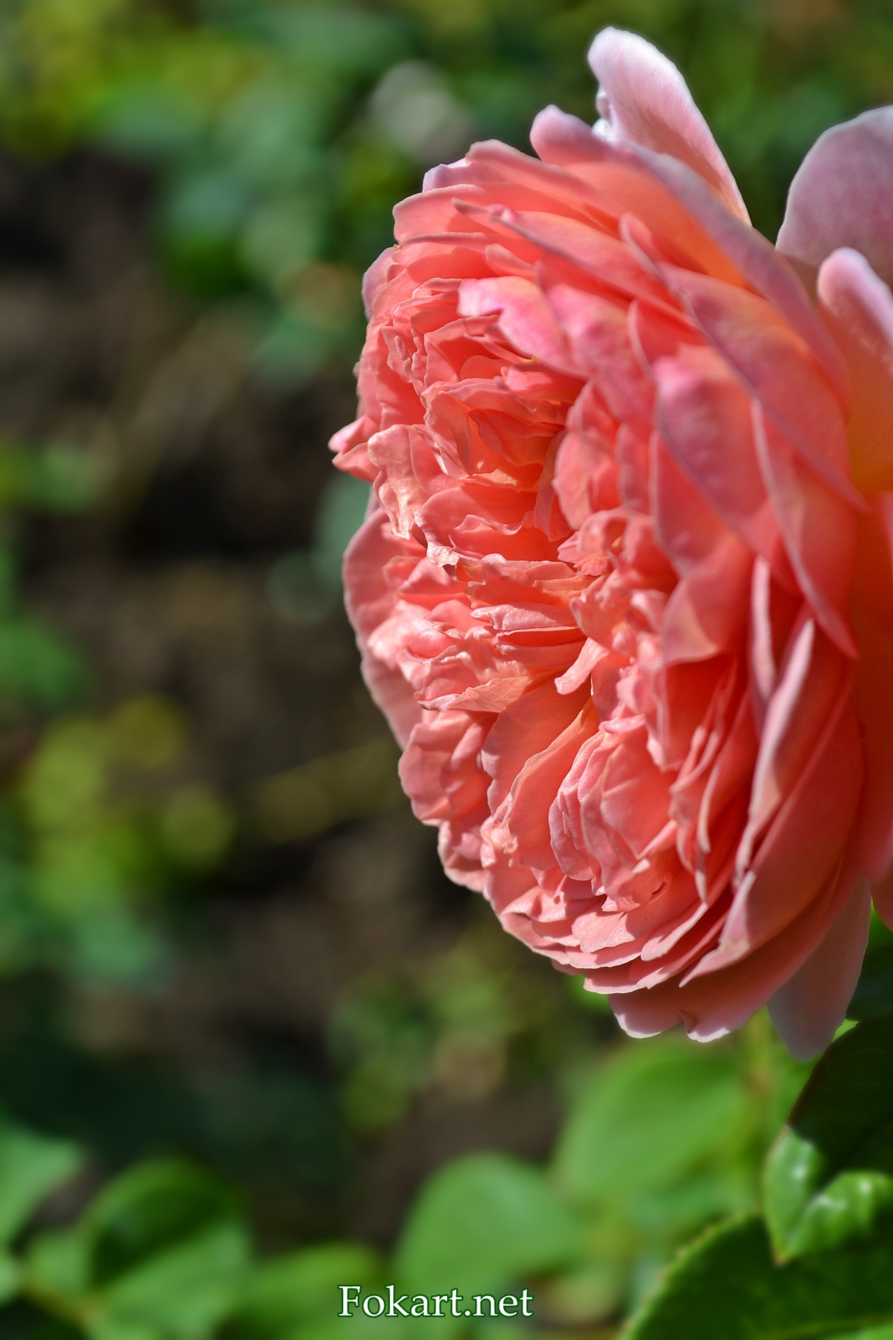 Профиль розы Давида Остина Abraham Darby, фото