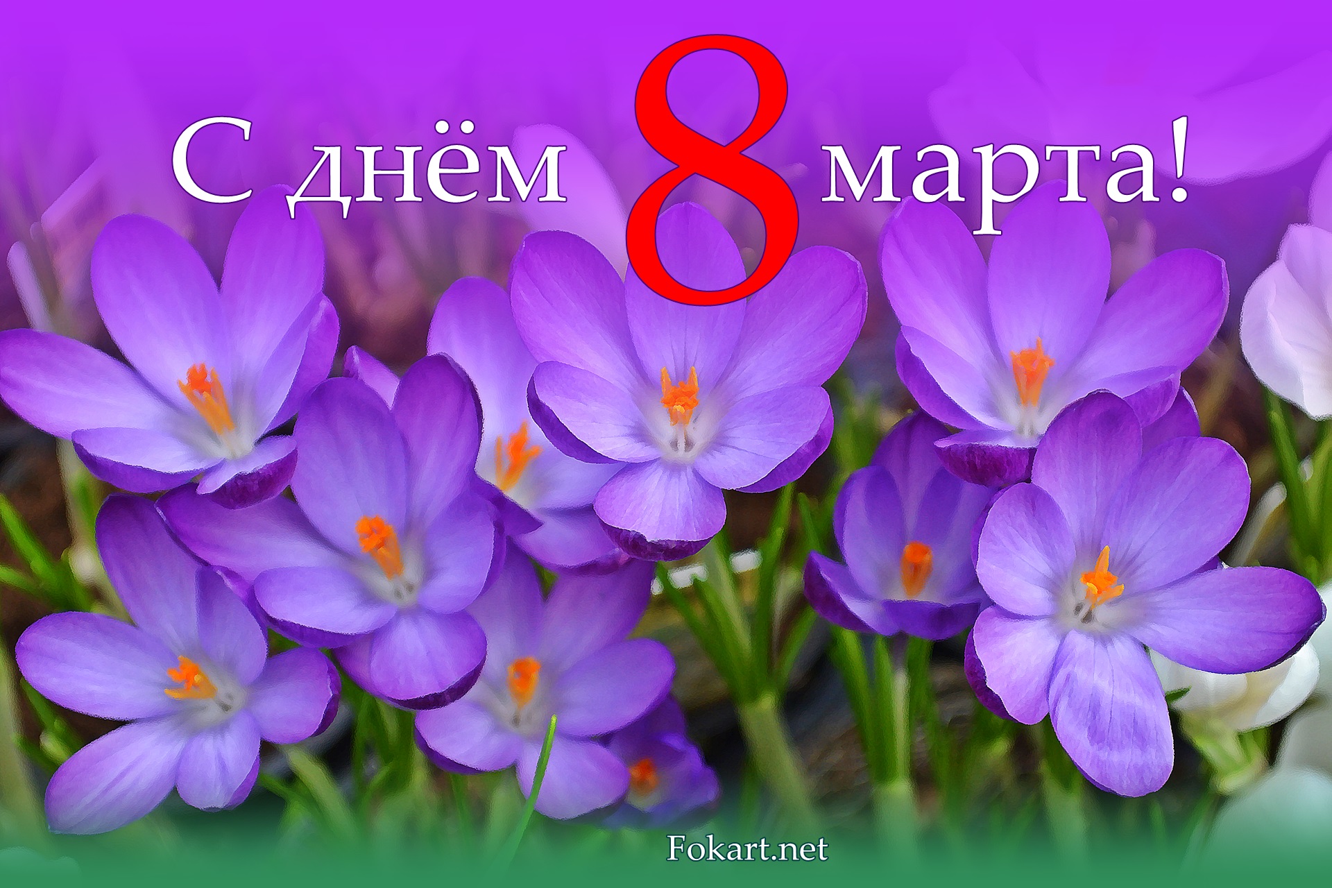Сиреневые крокусы, открытка 8 марта