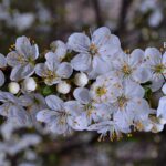 Цветущая веточка сливы в апреле