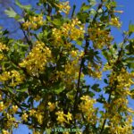 Ветки цветущей смородины золотистой ( Ribes aureum)