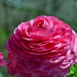 Розовый лютик азиатский (Ranunculus asiaticus)