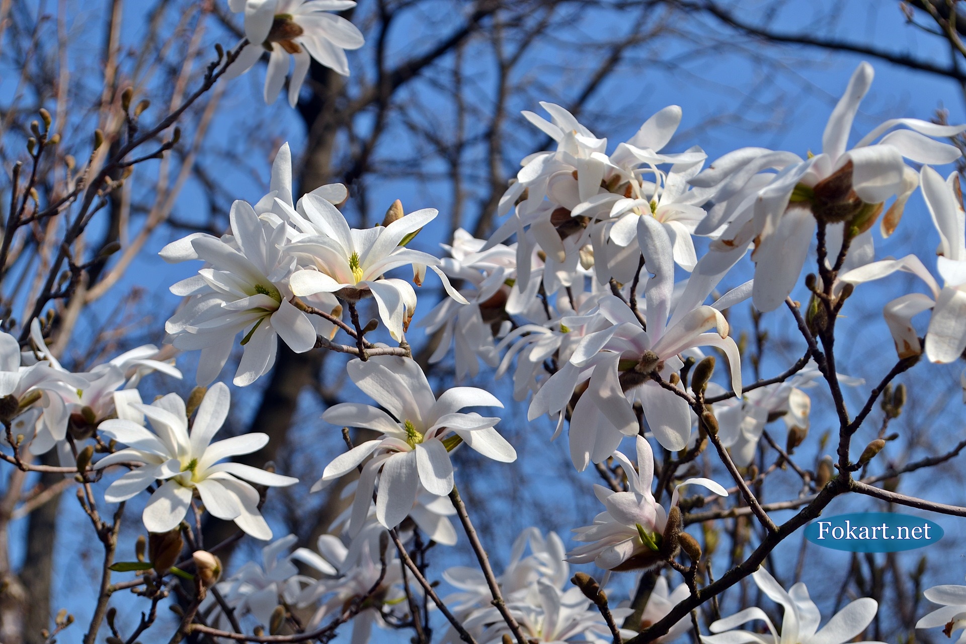 Цветущая магнолия звёздчатая (Magnolia stellata), фото