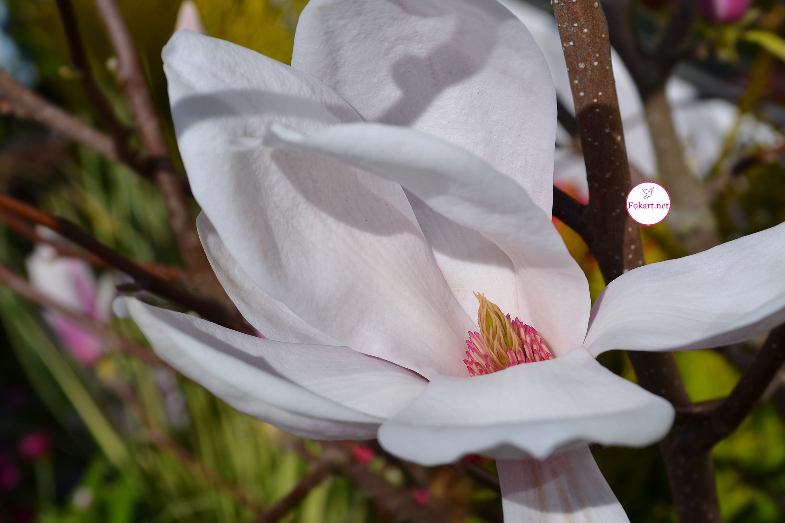 Цветок магнолии звёздчатой (Magnolia stellata), фото