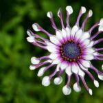 Остеоспермум "Flower Power Spider White-Purple"