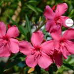 Тёмно-розовые цветки олеандра Maurin des Maures