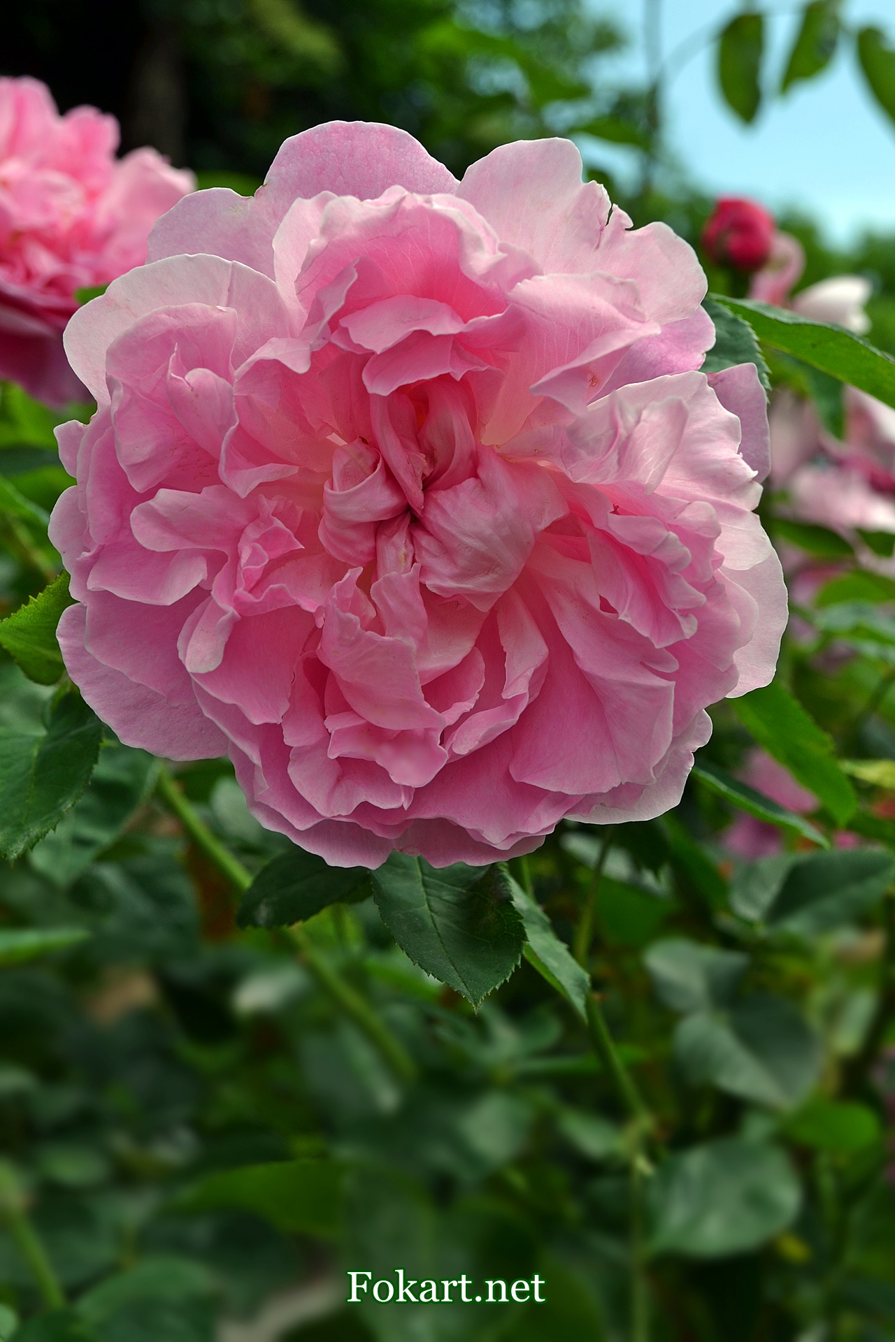 Розовая роза, похожая на пион, фото