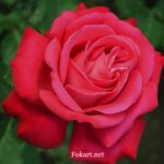 Розовато-красная роза на зелёном фоне