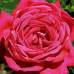 Роза цвета малины вблизи, фото-картина