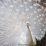 Белый павлин (Pavo cristatus Linnaeus)