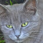 Мордочка серого кота с зелёными глазами вблизи