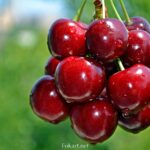Несколько аппетитных черешен на зелёном фоне