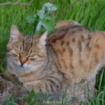 Кошечка на пне
