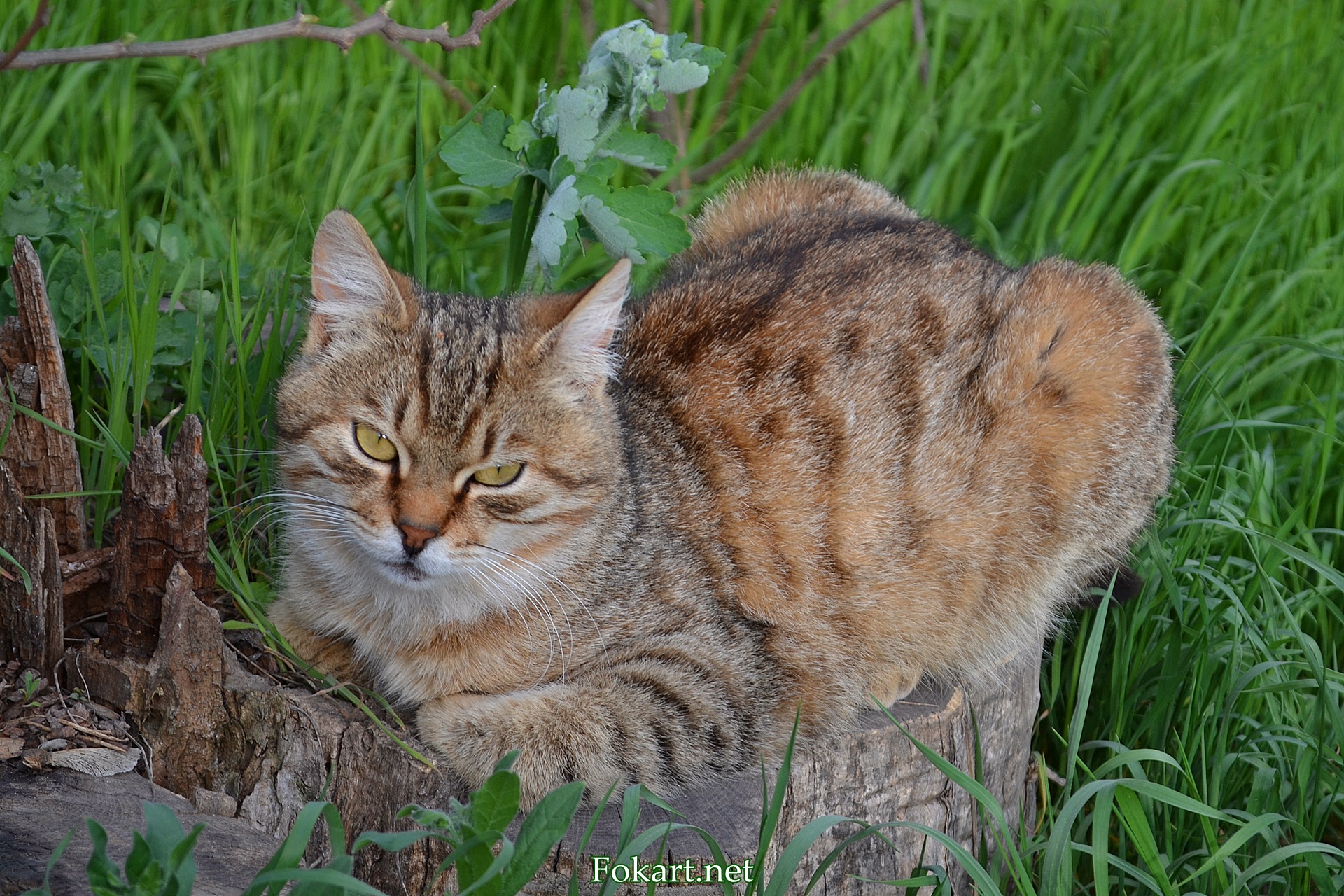 Кошечка на пне