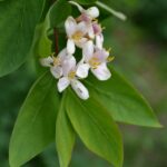Цветки и ярко-зелёные листья жимолости Королькова в мае