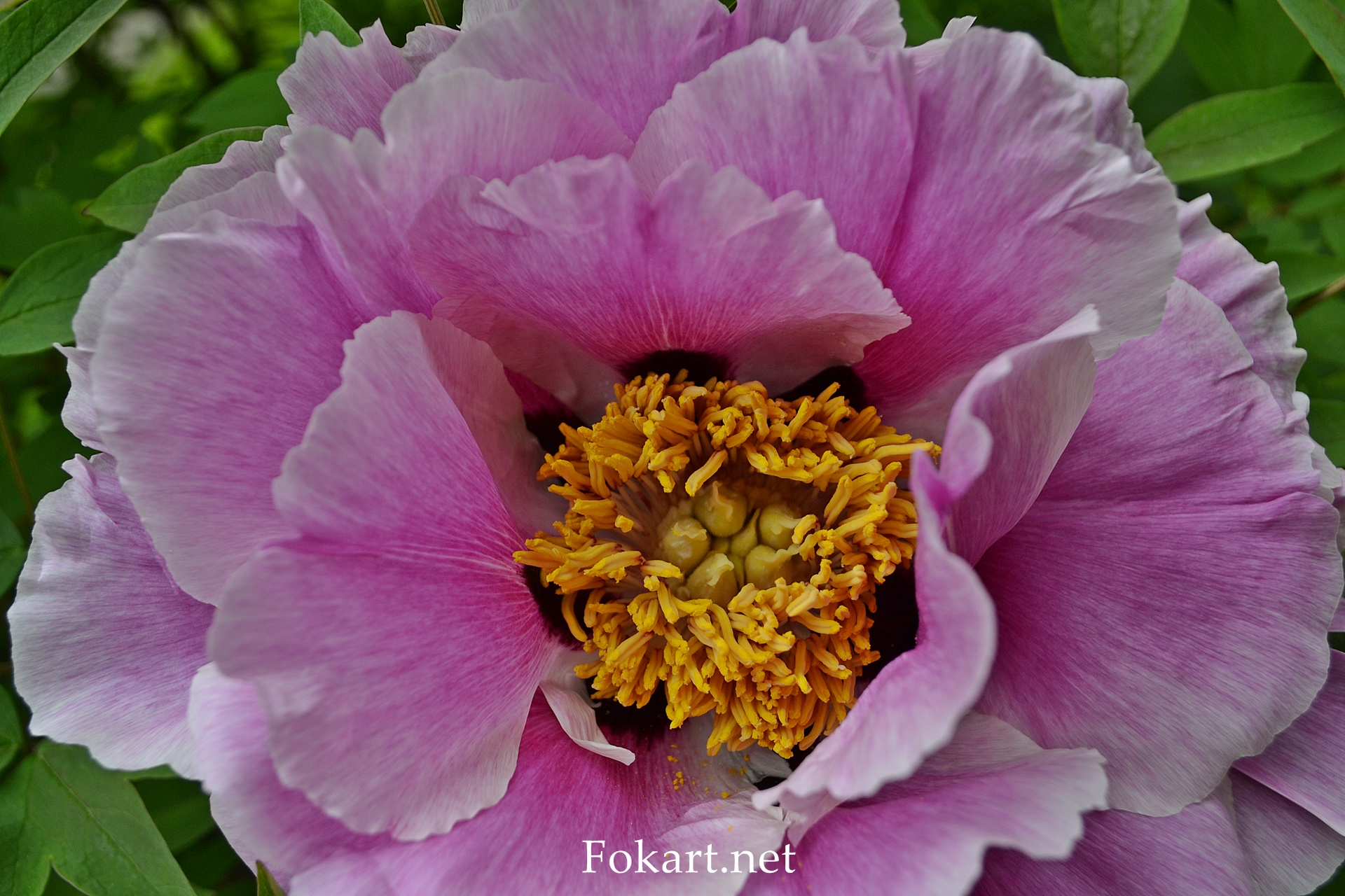 Розовый цветок древовидного пиона Рока (Paeonia rockii) вблизи