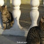 Две полосатые кошки, фото
