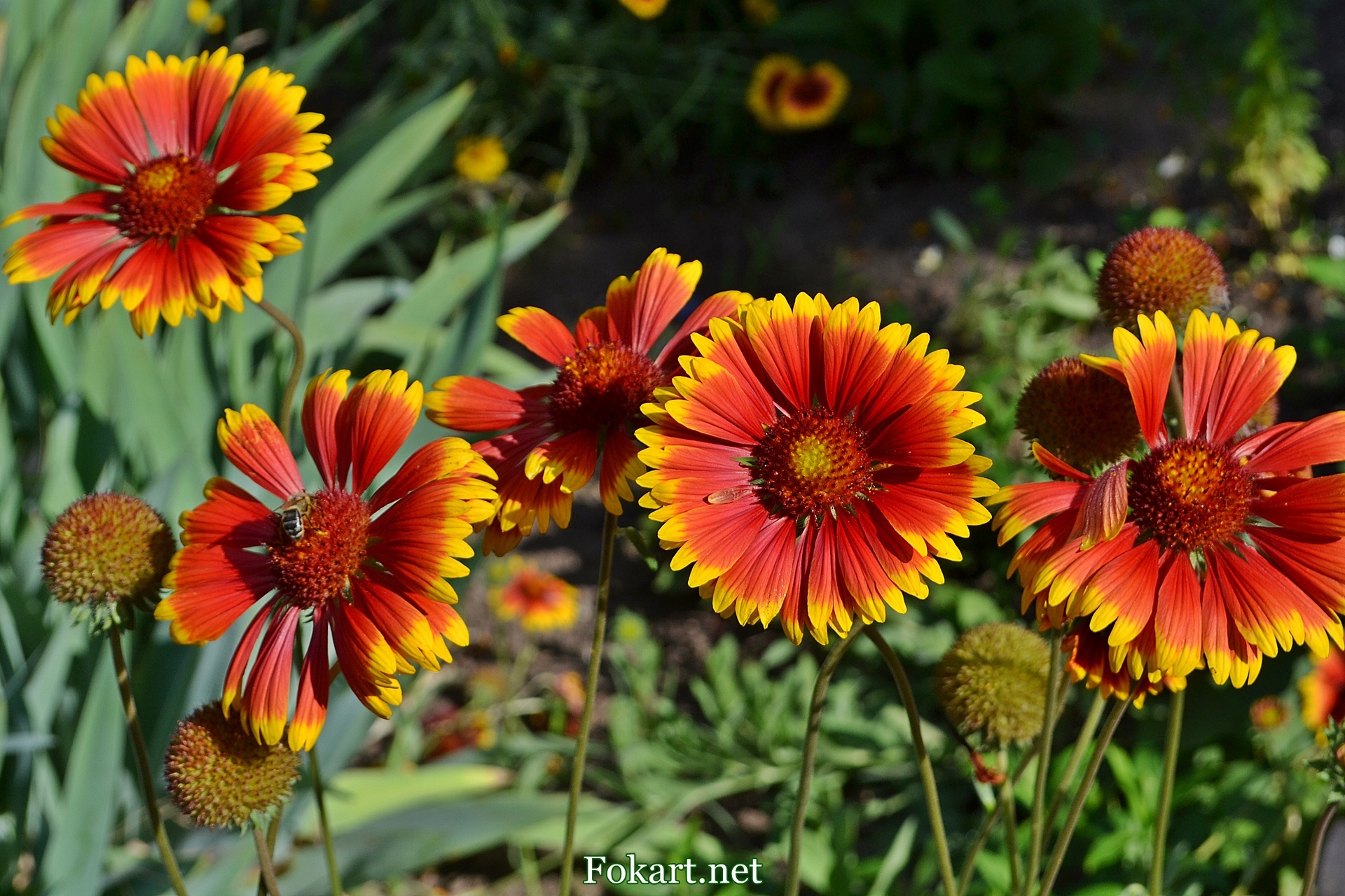 Цветки гайлардии (Gaillardia aristata) и пчела в июле, фото