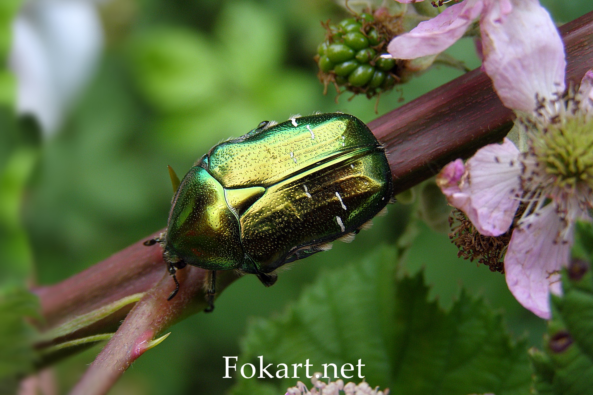 Бронзовка золотистая (Cetonia aurata), или бронзовка обыкновенная на колючей веточке ежевики; фото вблизи