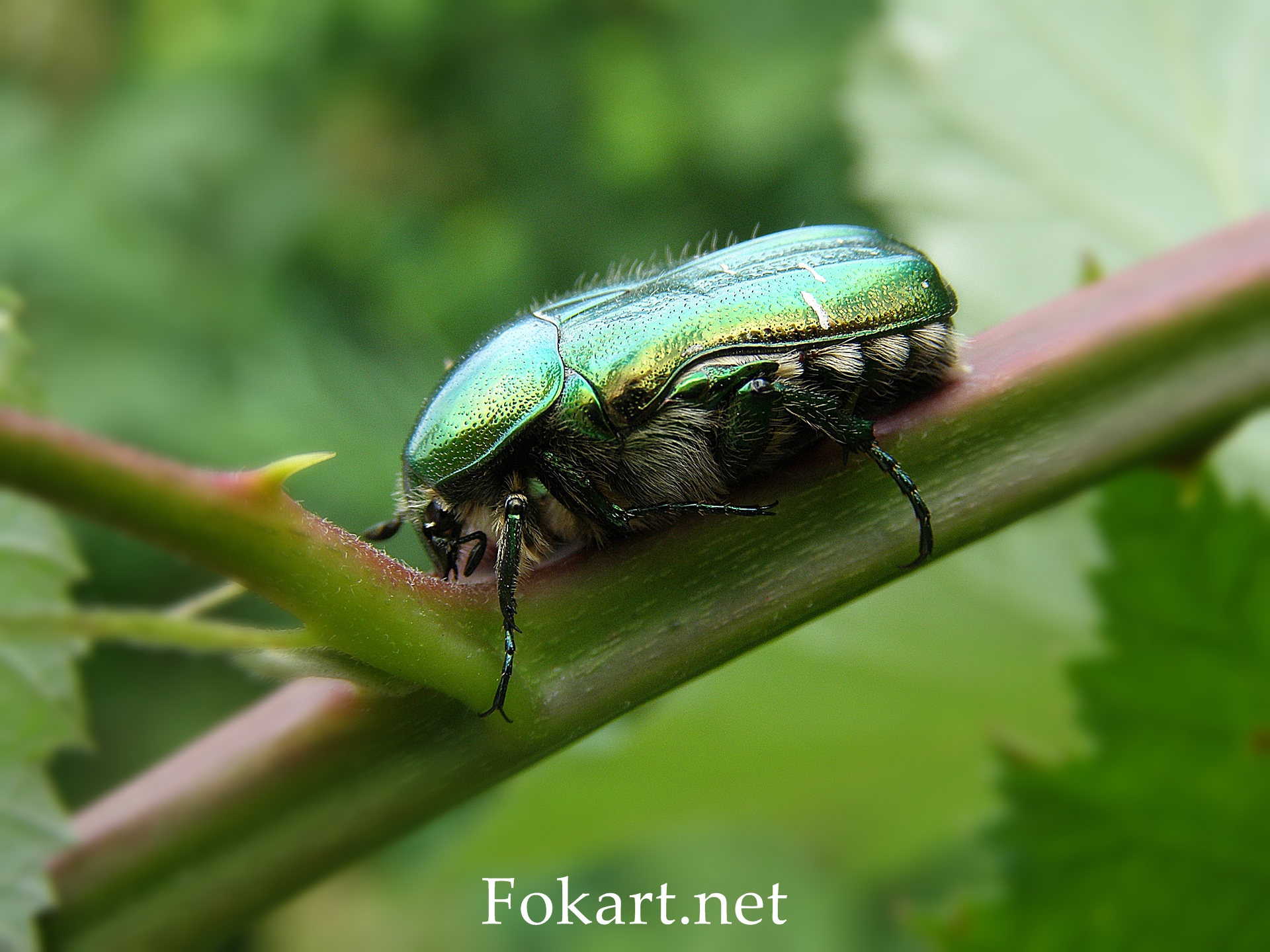 Бронзовка золотистая (Cetonia aurata), или бронзовка обыкновенная на  веточке в июне; фото сбоку
