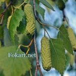 Берёзовые почки; фото; июнь