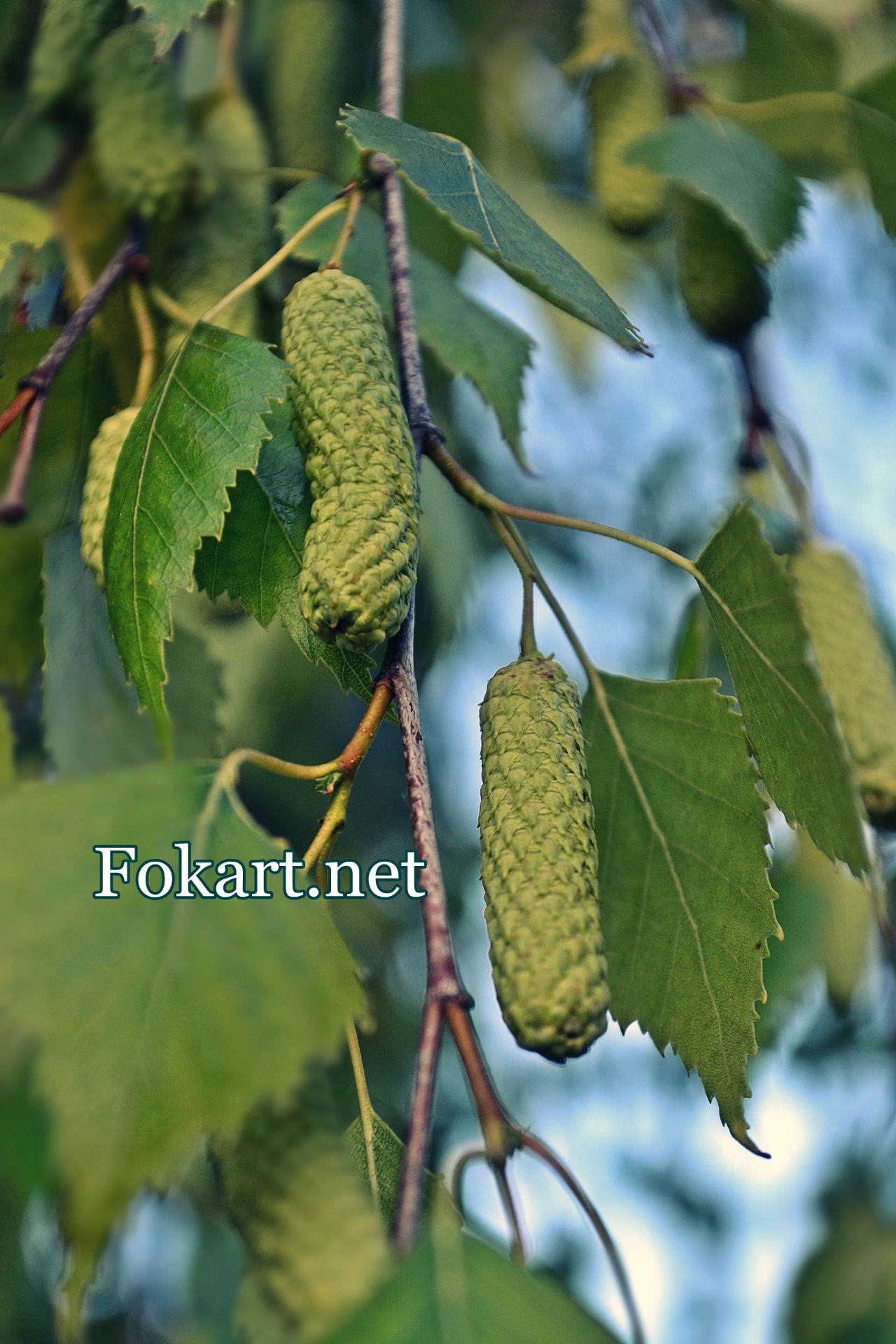 Берёзовые почки; фото; июнь