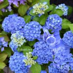 Гортензия крупнолистная "Blue Ballad", фото