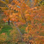 Оранжевые листья кёльрейтерии метельчатой (Koelreuteria paniculata), фото