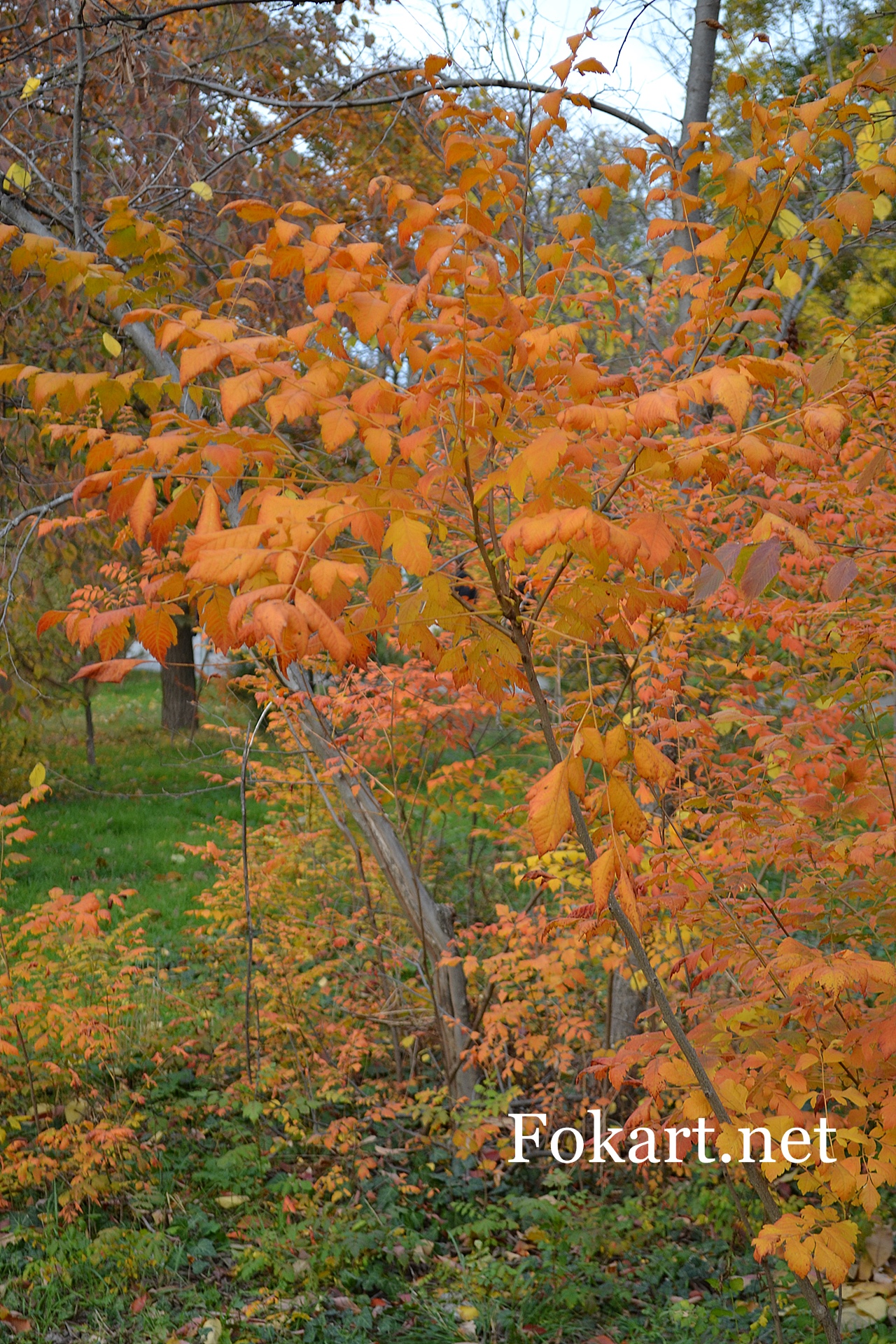 Оранжевые листья кёльрейтерии метельчатой (Koelreuteria paniculata), фото